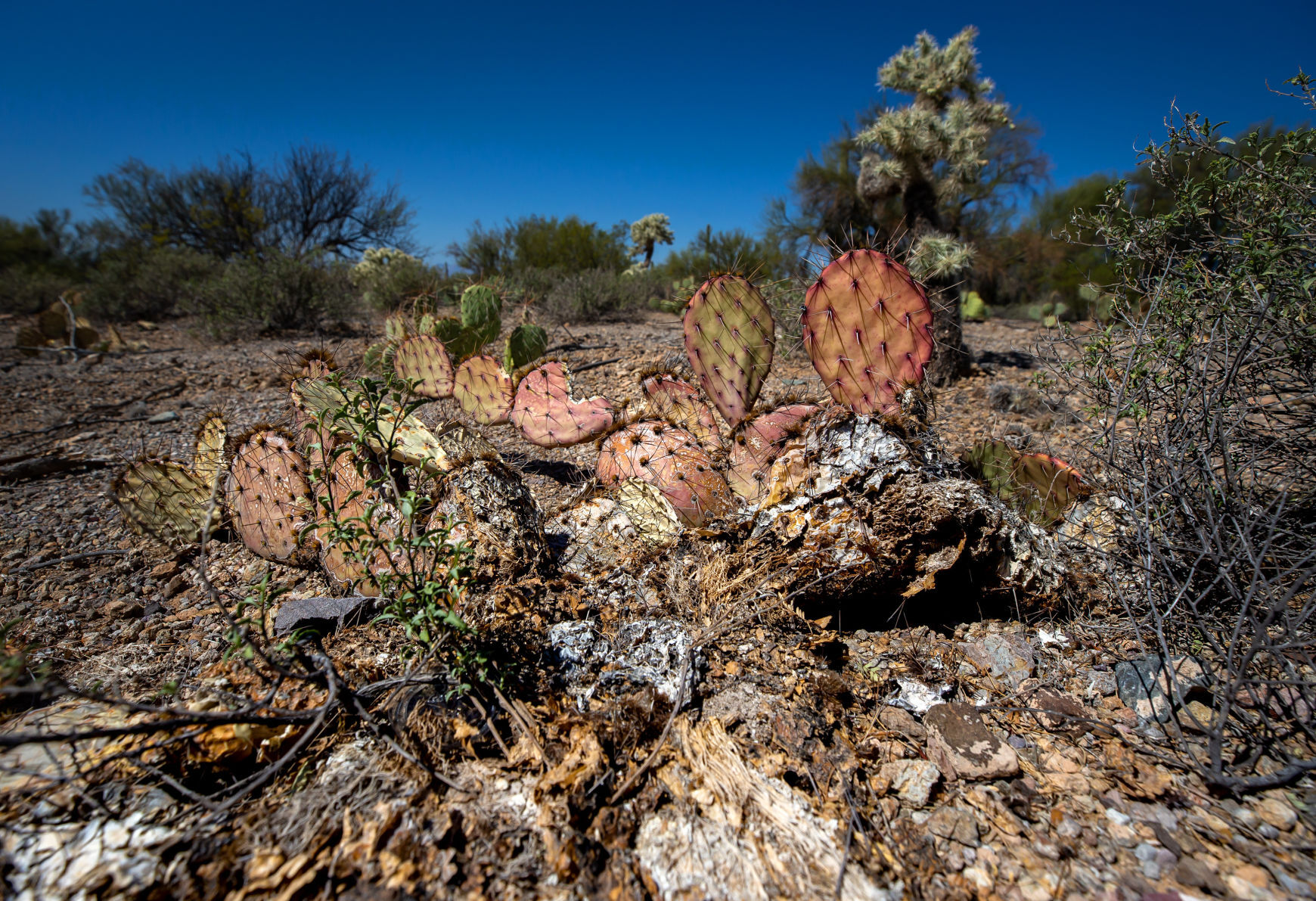 Desert, drought